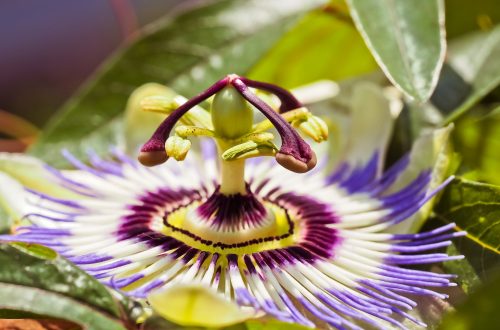 passion flower passionate passions